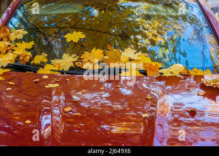 Herbst hell bunte Ahornblätter Stick auf Windschutzscheibe des Autos, Blatt fallen Stockfoto