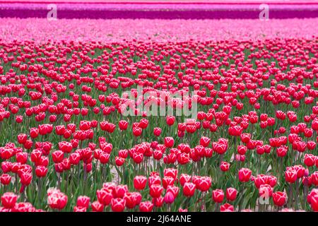 Ein Feld blühender Tulpen (Tulipa) mit roten Tulpen mit weißen Rändern im Vordergrund und Blumen in Rosa- und Lila-Tönen in der Ferne. Stockfoto