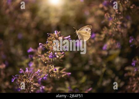 Ein getrübter Sulfer Schmetterling flattert in einem Garten herum. Stockfoto