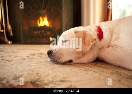 Ein gelber Labrador Retriever Welpe schläft vor einem brüllenden Feuer. Stockfoto