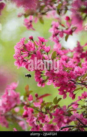 Eine Feuerkrabbe in voller Blüte mit einer Hummel. Stockfoto