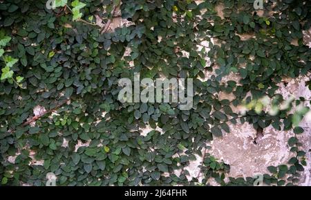 Kriechend an einer Wand. Herbstlich Stockfoto