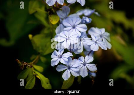 Nahaufnahme der Blume des Himmels Jasmin Stockfoto