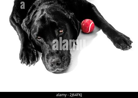 Ein traurig aussehendes Black Lab, das gerne Ball spielen würde. Stockfoto