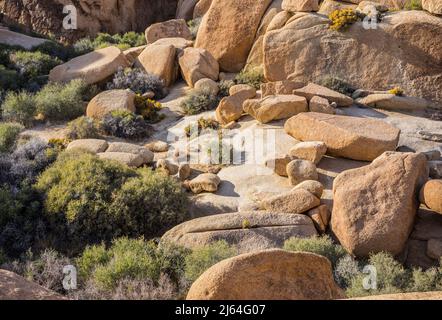 Felsbrocken und Felsformationen in einem Abfluss in der Nähe des Campingplatzes Jumbo Rocks im Joshua Tree National Park. Stockfoto