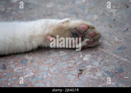 Cat Paw Pads Nahaufnahme auf Steinboden Stockfoto