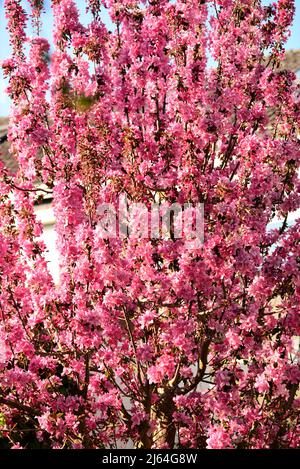 Blühender Apfelbaum mit rosa Blüten am blauen Himmel Stockfoto