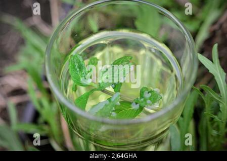 Pfefferminztee mit frischen Blättern in einem Glas von oben Stockfoto