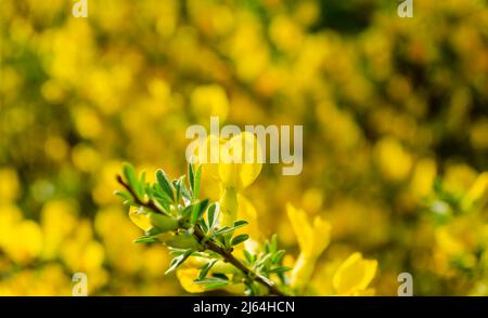 Grüne blühende Blätter auf dem Hintergrund der blühenden gelben Forsythia. Heller, natürlicher Hintergrund. Stockfoto