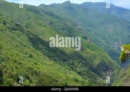 Laurisilva-Wald entlang des Levada do Alecrim-Wanderweges, inmitten der Berge von Madeira Stockfoto