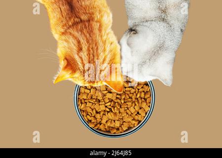 Rote und weiße Katzen essen Trockenfutter aus einer Schüssel. Isoliert auf gelbem Hintergrund. Stockfoto