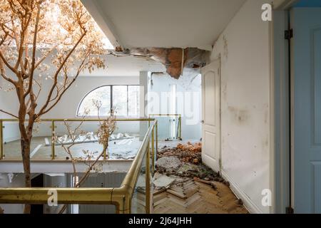 Ein toter Baum, der in einem verlassenen Herrenhaus wächst. Stockfoto