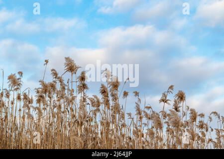 Trockenes, flauschiges Schilfgras, Katzenschwanzgras auf einem schönen, blau-bewölkten Himmel-Hintergrund. Winterliche Naturbotanik bei Abendlicht Stockfoto