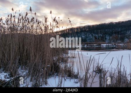 Trockenes, flauschiges Schilf-, Katzenschwanzgras an gefrorenem schneebedeckten Flussufer mit violetten, schweren Wolken. Winter natürliche Botanik in Abendlicht auf kalten See Hintergrund Stockfoto