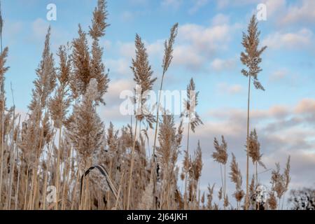 Trockene, flauschige Schilfgras, Katzenschwanzgras in Nahaufnahme auf einem schönen, blau-bewölkten Himmel. Winterliche Naturbotanik bei lebhaftem Abendlicht bei Sonnenuntergang Stockfoto