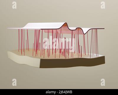 3D Rendering von alter und junger Haut, Hautanatomie mit Kollagen und Falten. Alterungsprozess des Menschen Stockfoto