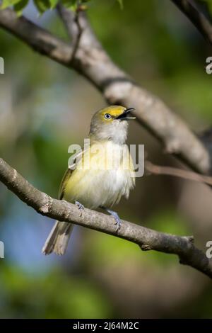 Männlicher Vireo mit weißen Augen, der auf einem Ast singt Stockfoto