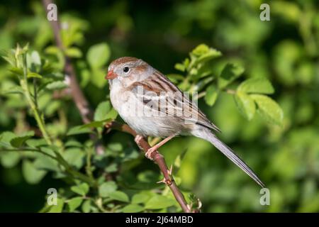 Männlicher Feldsperling sitzt auf einem Ast, umgeben von grünen Briaren Stockfoto