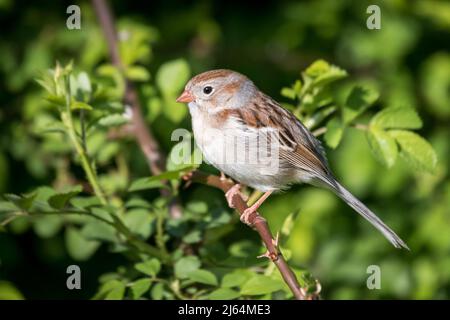Männlicher Feldsperling sitzt auf einem Ast, umgeben von grünen Briaren Stockfoto