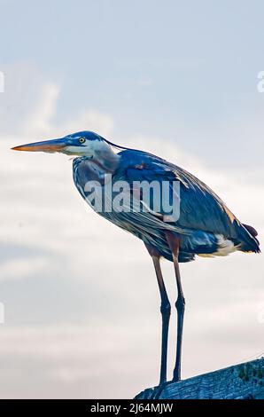 Ein dreifarbiger Reiher (Egretta tricolor) steht am 24. April 2022 in Gulfport, Mississippi, auf einem Posten im Hafen von Gulfport. Stockfoto