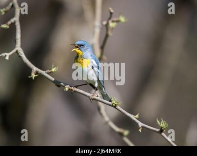 Männliche nördliche Parula, die auf einem Zweig mit braunem Hintergrund singt Stockfoto