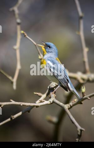 Männliche nördliche Parula, die auf einem Zweig mit braunem Hintergrund singt Stockfoto