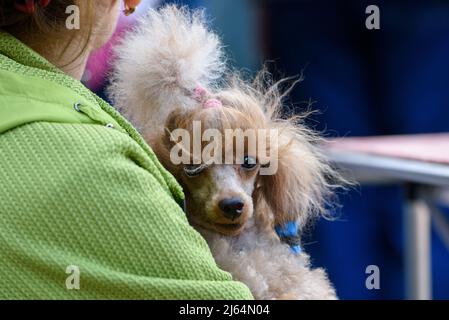 Ein rothaariger Pudel sitzt in den Armen der Gastgeberin und sieht gerade aus. Nahaufnahme. Stockfoto