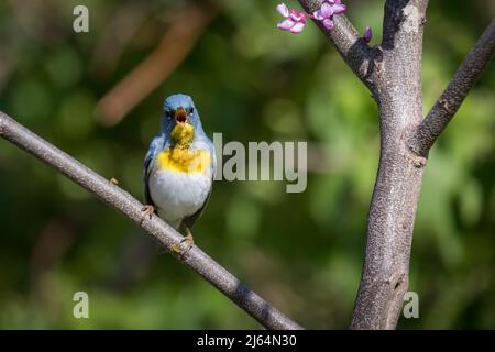 Männliche nördliche Parula, die auf einem Ast mit grünem Hintergrund singt Stockfoto