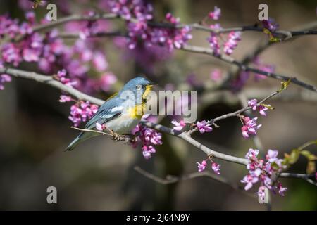 Männliche nördliche Parula, die auf dem Ast eines östlichen Redbud-Baumes sitzt und von Blumen umgeben ist. Stockfoto