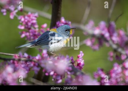 Männliche nördliche Parula, die auf dem Ast eines östlichen Redbud-Baumes sitzt und von Blumen umgeben ist. Stockfoto