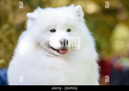 Porträt einer samoyed Hunderasse Nahaufnahme auf einem Hintergrund von Bäumen. Der Hund streckt seine Zunge aus und lächelt. Stockfoto
