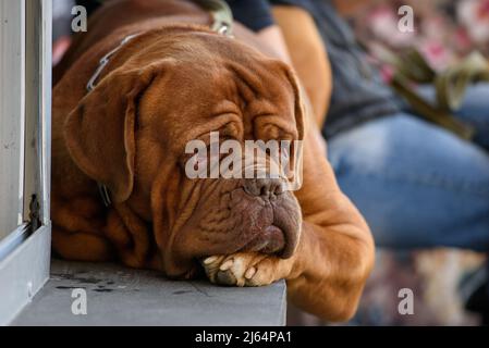 Ein trauriger Dogge de Bordeaux, französischer Mastiff, liegt auf einer Betonfensterbank. Stockfoto