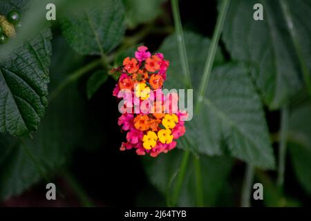 Rote und gelbe Blume einer lantana Camara Stockfoto