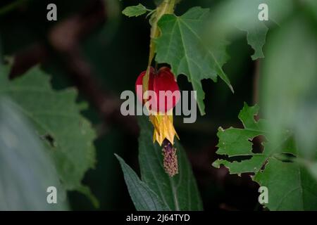 Rote Blume einer chinesischen Laterne. Abutilon Stockfoto