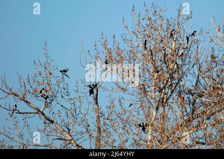 Schwarzschnabelmagies strömen entlang des Boise River, Idaho. Stockfoto
