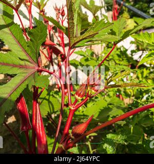 Jing orange okra, Abelmoschus esculentus, mit seinen großen rosa roten Hülsen, wächst in einem Küchengarten in Westchester County New York vorstädtischen Gehöft Stockfoto