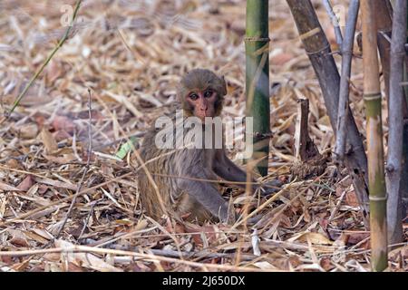 Baby Rhesusaffen im Wald in Bandhavgarh National Park in Indien Stockfoto