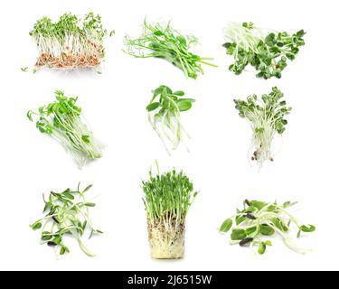 Set von frischen Micro Greens auf weißem Hintergrund Stockfoto