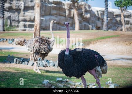 Riesige schwarze Strauße leben im Zoo Stockfoto