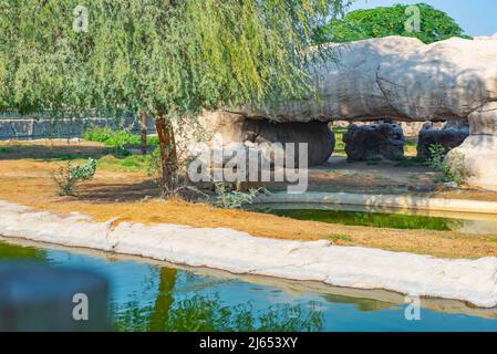 Mehrere Löwen ruhen unter einem Baum im Zoo Stockfoto