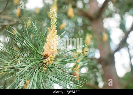 Kiefernknospen auf Ästen nah oben, natürlicher grüner Hintergrund. Blühende junge Kiefernknospen, alternative Medizin. Frühlingssaison Stockfoto