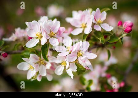 Hollern Twielenfleth, Deutschland. 26. April 2022. Apfelbäume blühen auf einer Plantage im Alten Land. Etwas früher in diesem Jahr beginnen Apfelbäume an der Unterelbe zu blühen. Der trockene Jahresbeginn hat die Entwicklung begünstigt. Quelle: Sina Schuldt/dpa/Alamy Live News Stockfoto