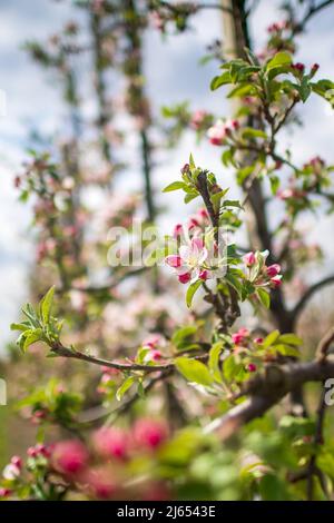 Hollern Twielenfleth, Deutschland. 26. April 2022. Apfelbäume blühen auf einer Plantage im Alten Land. Etwas früher in diesem Jahr beginnen Apfelbäume an der Unterelbe zu blühen. Der trockene Jahresbeginn hat die Entwicklung begünstigt. Quelle: Sina Schuldt/dpa/Alamy Live News Stockfoto