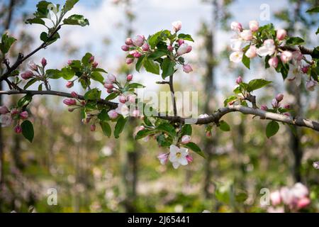 Hollern Twielenfleth, Deutschland. 26. April 2022. Apfelbäume blühen auf einer Plantage im Alten Land. Etwas früher in diesem Jahr beginnen Apfelbäume an der Unterelbe zu blühen. Der trockene Jahresbeginn hat die Entwicklung begünstigt. Quelle: Melissa Erichsen/dpa/Alamy Live News Stockfoto