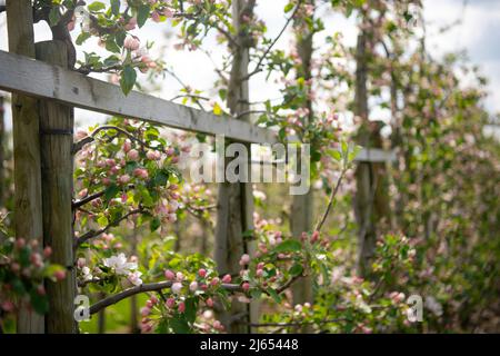 Hollern Twielenfleth, Deutschland. 26. April 2022. Apfelbäume blühen auf einer Plantage im Alten Land. Etwas früher in diesem Jahr beginnen Apfelbäume an der Unterelbe zu blühen. Der trockene Jahresbeginn hat die Entwicklung begünstigt. Quelle: Melissa Erichsen/dpa/Alamy Live News Stockfoto