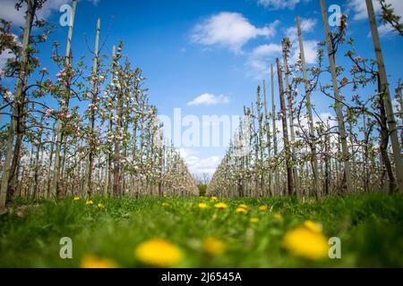 Hollern Twielenfleth, Deutschland. 26. April 2022. Apfelbäume blühen auf einer Plantage im Alten Land. Etwas früher in diesem Jahr beginnen Apfelbäume an der Unterelbe zu blühen. Der trockene Jahresbeginn hat die Entwicklung begünstigt. Quelle: Sina Schuldt/dpa/Alamy Live News Stockfoto