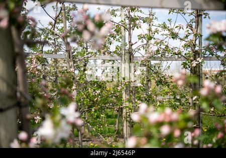 Hollern Twielenfleth, Deutschland. 26. April 2022. Apfelbäume blühen auf einer Plantage im Alten Land. Etwas früher in diesem Jahr beginnen Apfelbäume an der Unterelbe zu blühen. Der trockene Jahresbeginn hat die Entwicklung begünstigt. Quelle: Melissa Erichsen/dpa/Alamy Live News Stockfoto