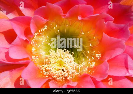 Echinopsis fliegender Untertasse Kaktus in Blüte. Stanford, Santa Clara County, Kalifornien, USA. Stockfoto