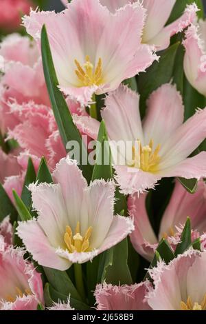 Nahaufnahme von rosa roten Tulpen auf dem Gartenbauernmarkt, frisch gepflückt Stockfoto