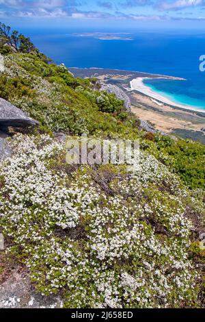 Blick auf den Trousers Point von den Strzelecki Peaks Stockfoto